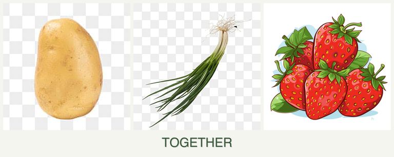 Can you plant potatoes, chives and strawberries together?