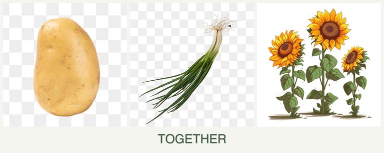 Can you plant potatoes, chives and sunflowers together?