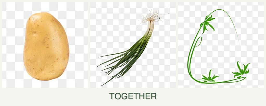 Can you plant potatoes, chives and tarragon together?