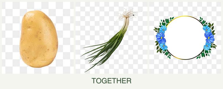 Can you plant potatoes, chives and zinnias together?