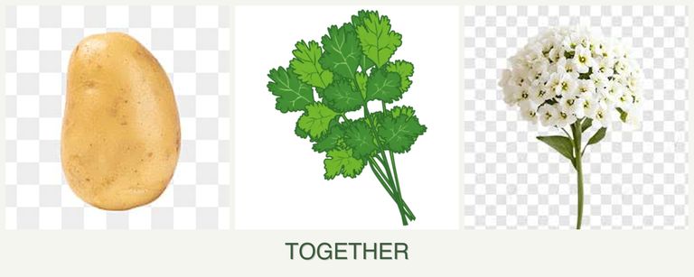 Can you plant potatoes, cilantro and alyssum together?