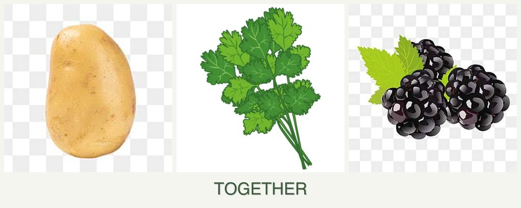 Can you plant potatoes, cilantro and blackberries together?