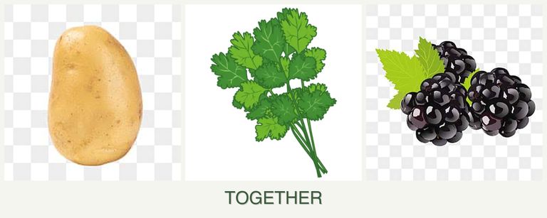 Can you plant potatoes, cilantro and blackberries together?