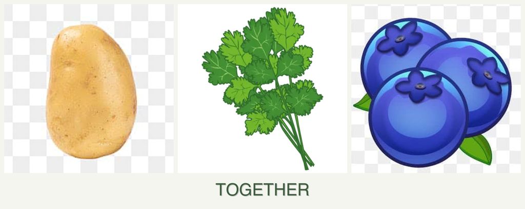 Can you plant potatoes, cilantro and blueberries together?