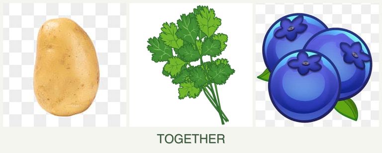 Can you plant potatoes, cilantro and blueberries together?