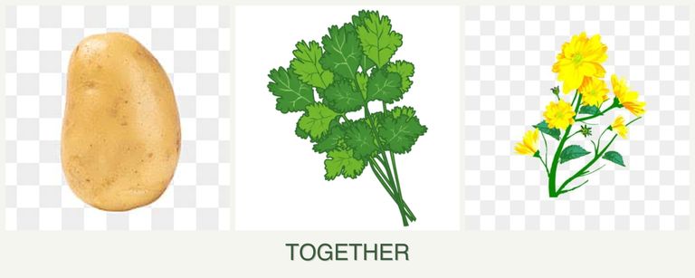 Can you plant potatoes, cilantro and calendula together?