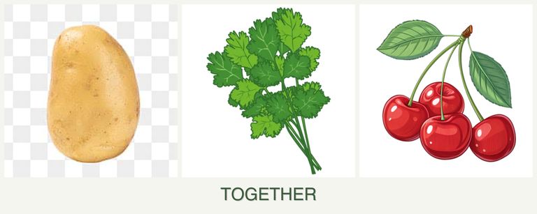 Can you plant potatoes, cilantro and cherries together?