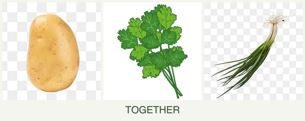 Can you plant potatoes, cilantro and chives together?