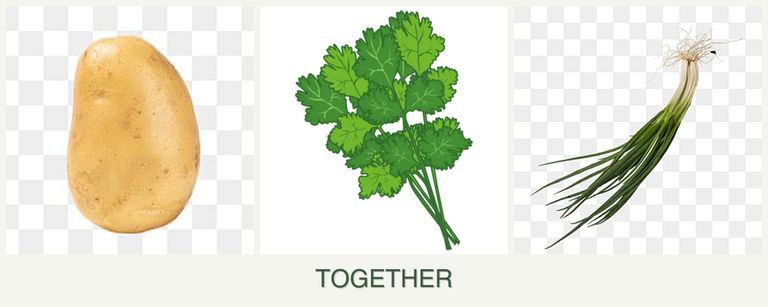 Can you plant potatoes, cilantro and chives together?