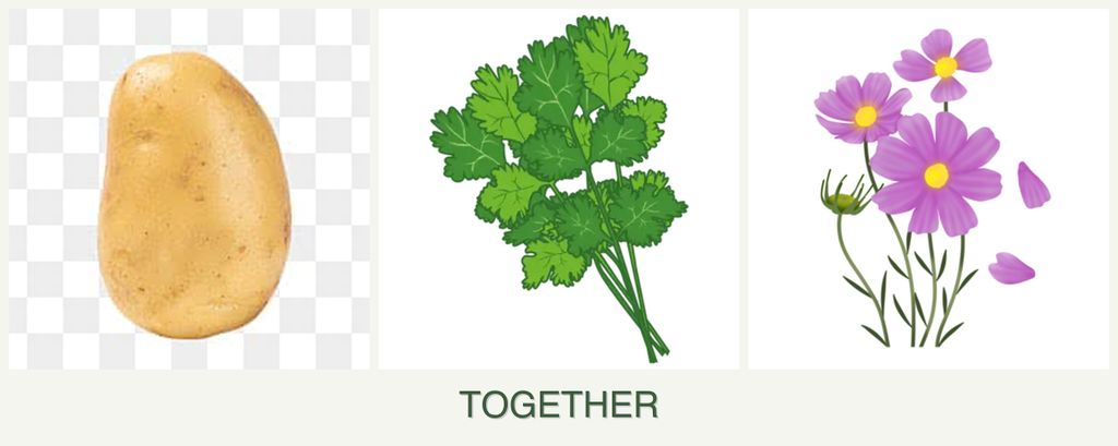 Can you plant potatoes, cilantro and cosmos together?