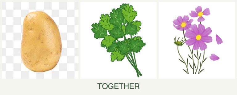 Can you plant potatoes, cilantro and cosmos together?