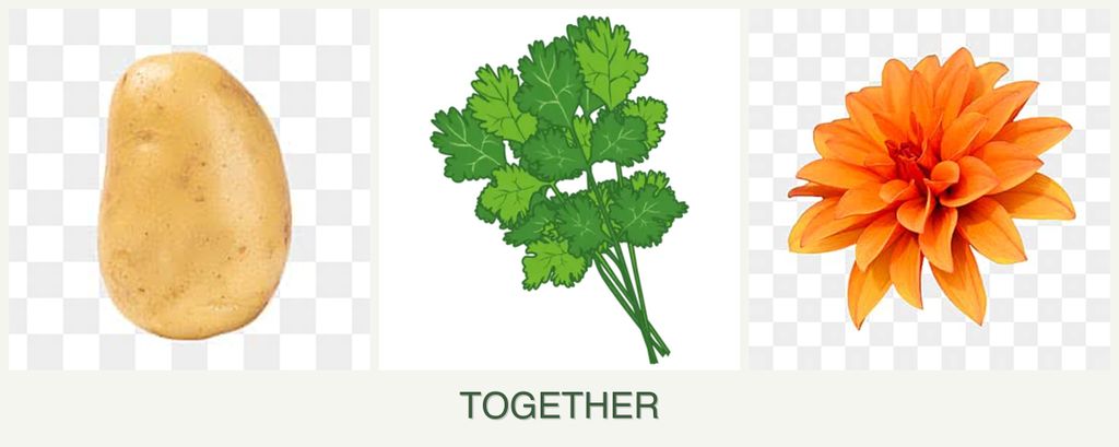 Can you plant potatoes, cilantro and dahlias together?