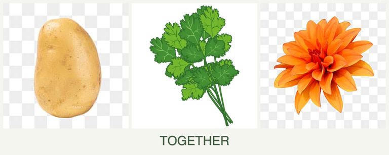 Can you plant potatoes, cilantro and dahlias together?