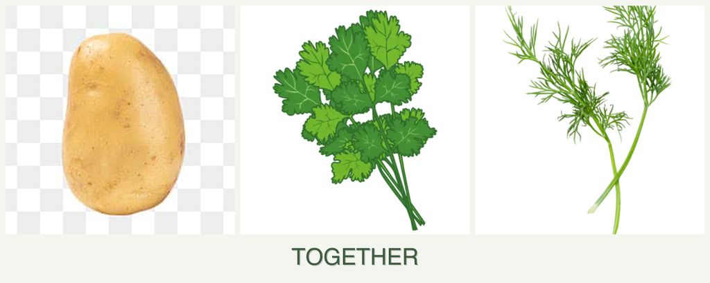 Can you plant potatoes, cilantro and dill together?