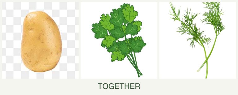 Can you plant potatoes, cilantro and dill together?