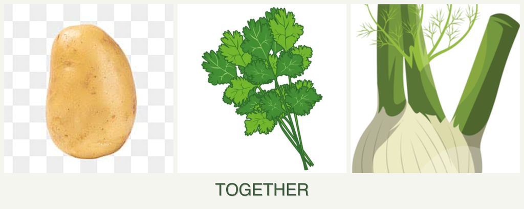 Can you plant potatoes, cilantro and fennel together?
