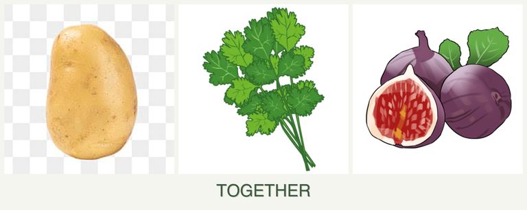 Can you plant potatoes, cilantro and figs together?