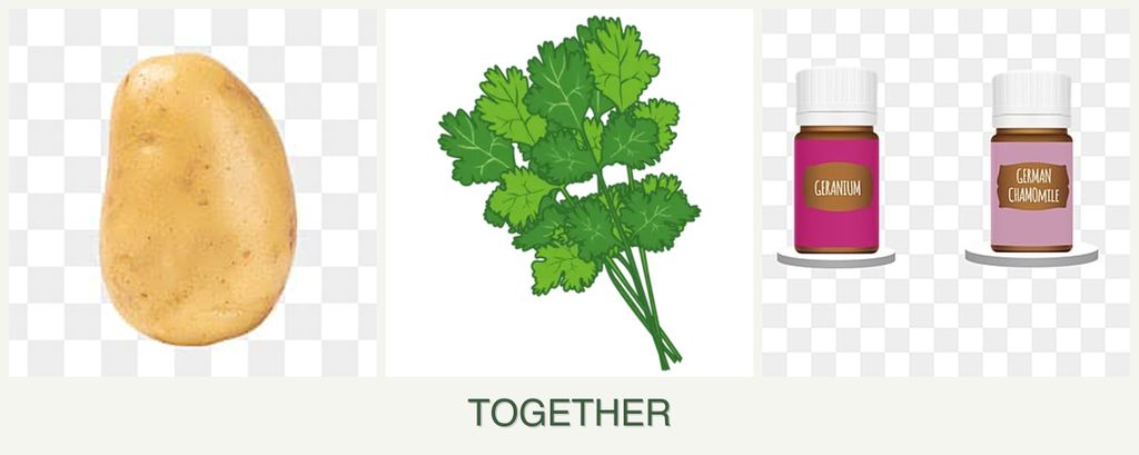 Can you plant potatoes, cilantro and geraniums together?