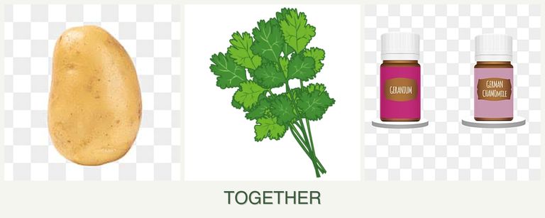 Can you plant potatoes, cilantro and geraniums together?