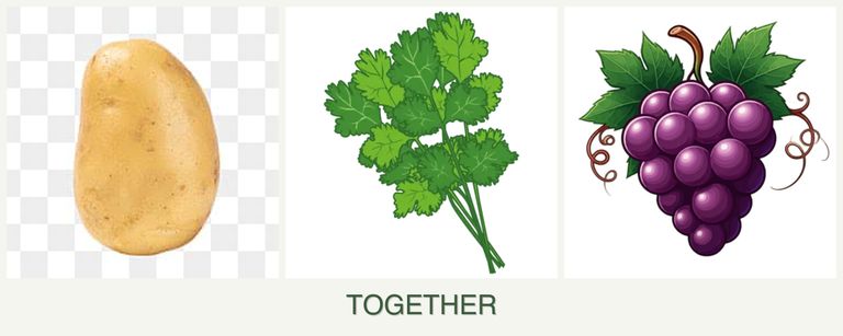 Can you plant potatoes, cilantro and grapes together?
