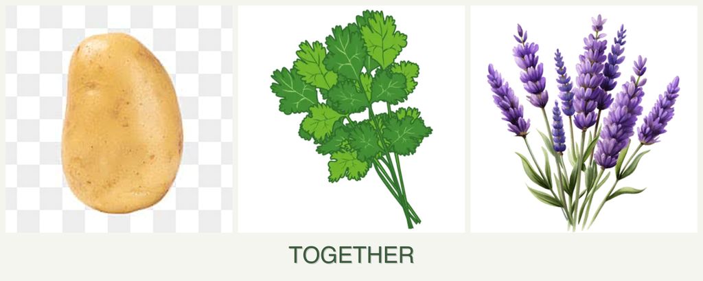 Can you plant potatoes, cilantro and lavender together?