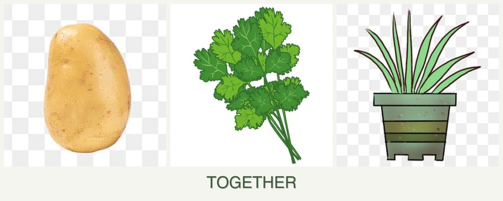 Can you plant potatoes, cilantro and lemongrass together?