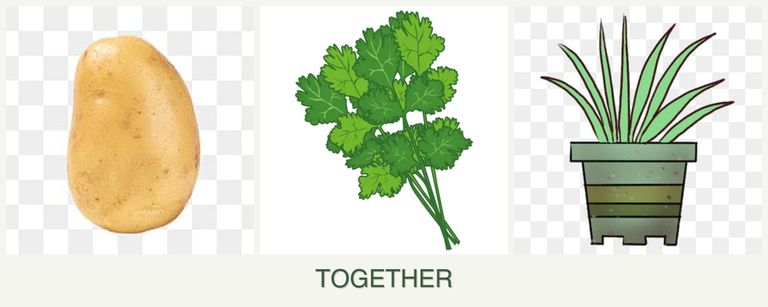 Can you plant potatoes, cilantro and lemongrass together?