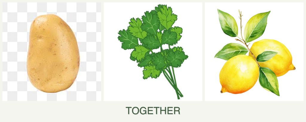 Can you plant potatoes, cilantro and lemons together?