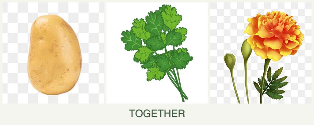 Can you plant potatoes, cilantro and marigolds together?