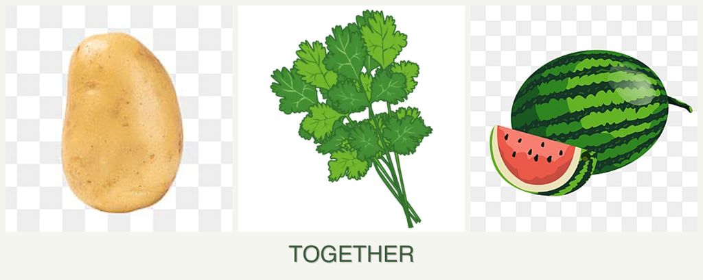 Can you plant potatoes, cilantro and melons together?