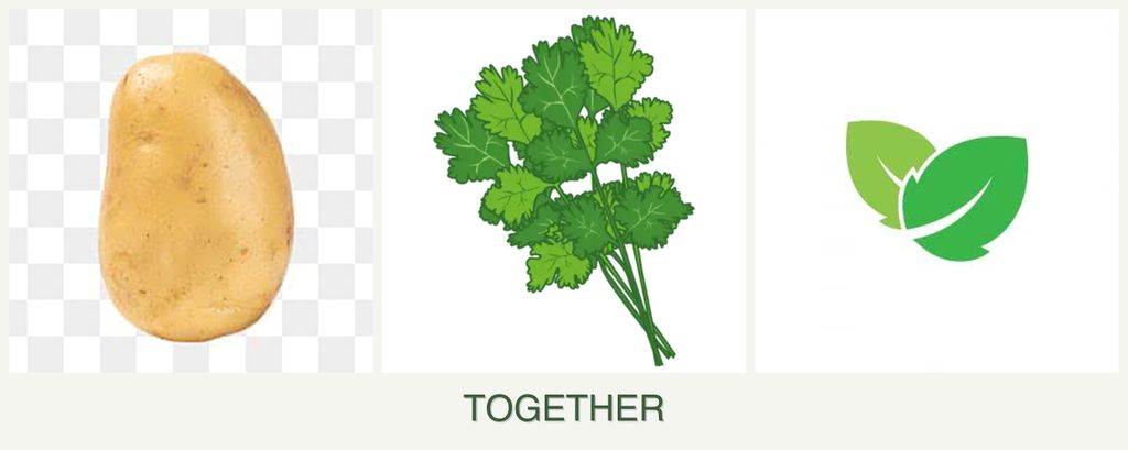 Can you plant potatoes, cilantro and mint together?