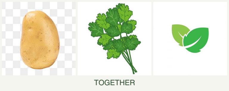Can you plant potatoes, cilantro and mint together?