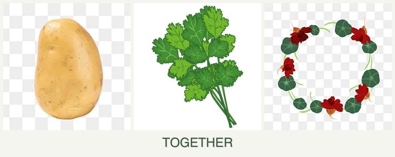 Can you plant potatoes, cilantro and nasturtiums together?