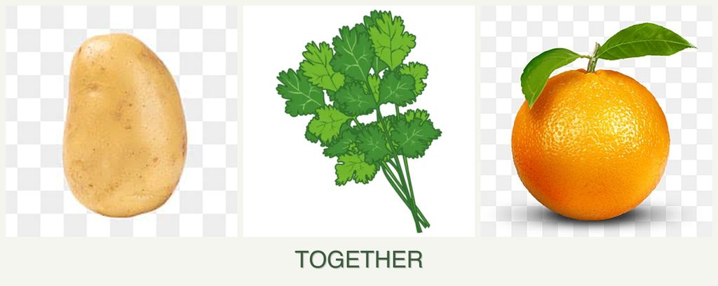 Can you plant potatoes, cilantro and oranges together?