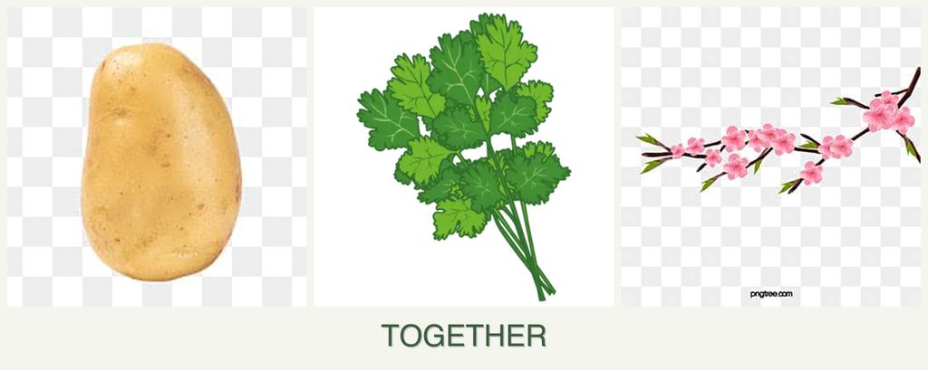 Can you plant potatoes, cilantro and peaches together?