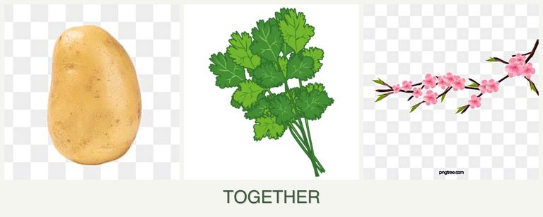 Can you plant potatoes, cilantro and peaches together?