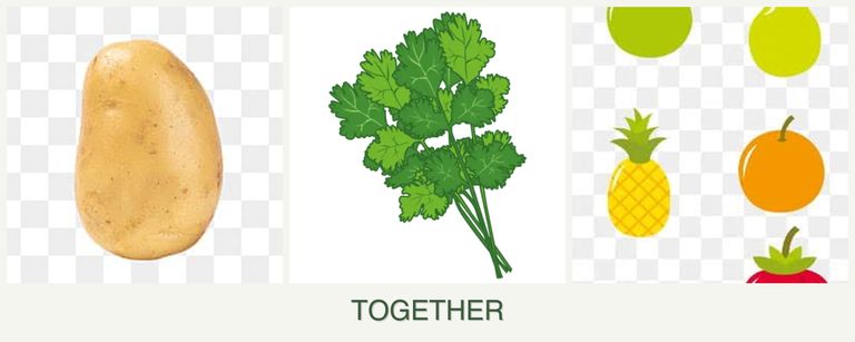 Can you plant potatoes, cilantro and pears together?