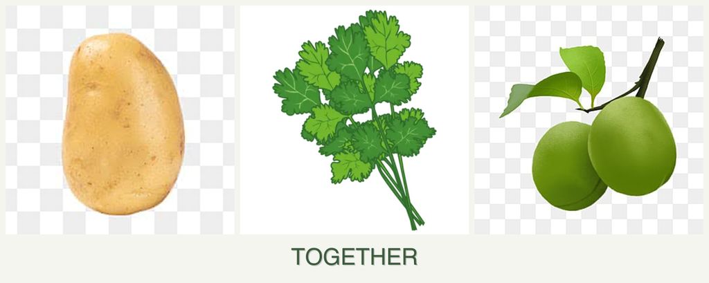 Can you plant potatoes, cilantro and plums together?