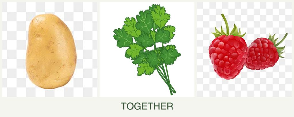 Can you plant potatoes, cilantro and raspberries together?