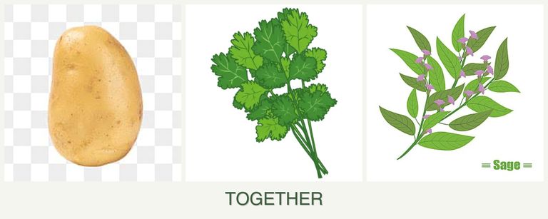 Can you plant potatoes, cilantro and sage together?