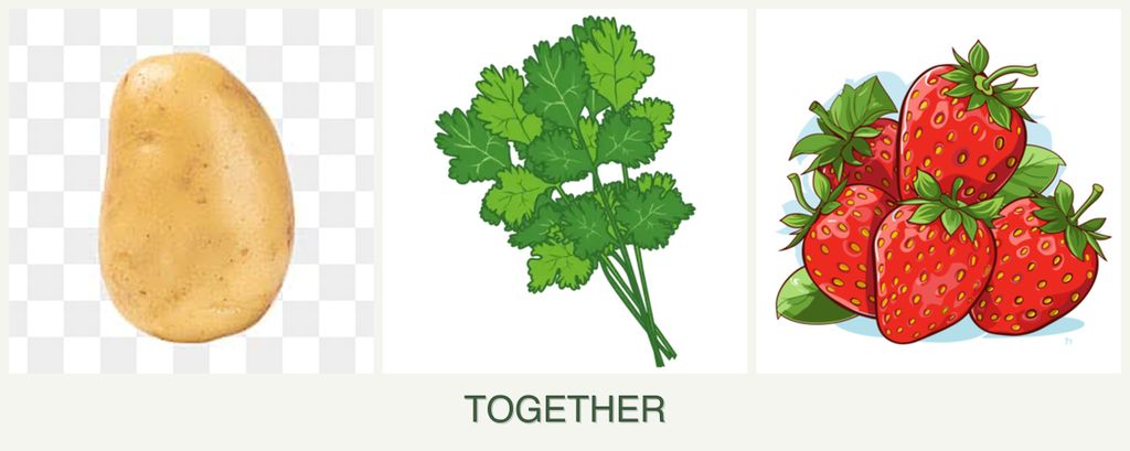 Can you plant potatoes, cilantro and strawberries together?