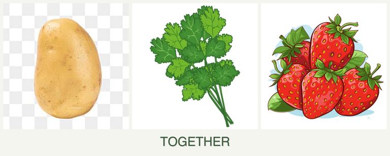 Can you plant potatoes, cilantro and strawberries together?
