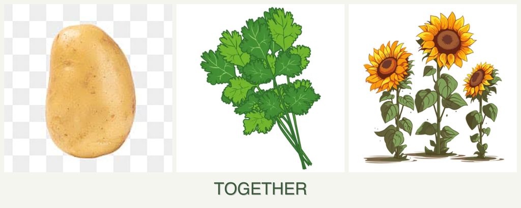 Can you plant potatoes, cilantro and sunflowers together?