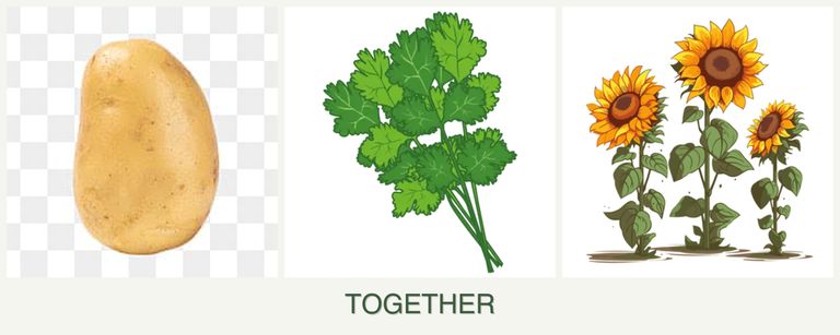 Can you plant potatoes, cilantro and sunflowers together?