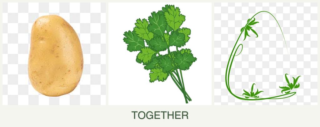 Can you plant potatoes, cilantro and tarragon together?