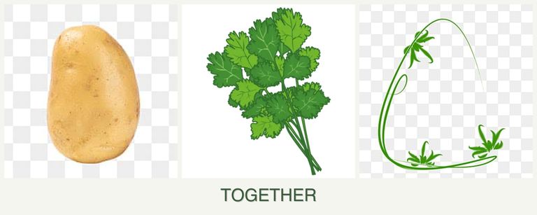 Can you plant potatoes, cilantro and tarragon together?