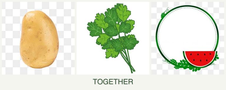 Can you plant potatoes, cilantro and watermelons together?