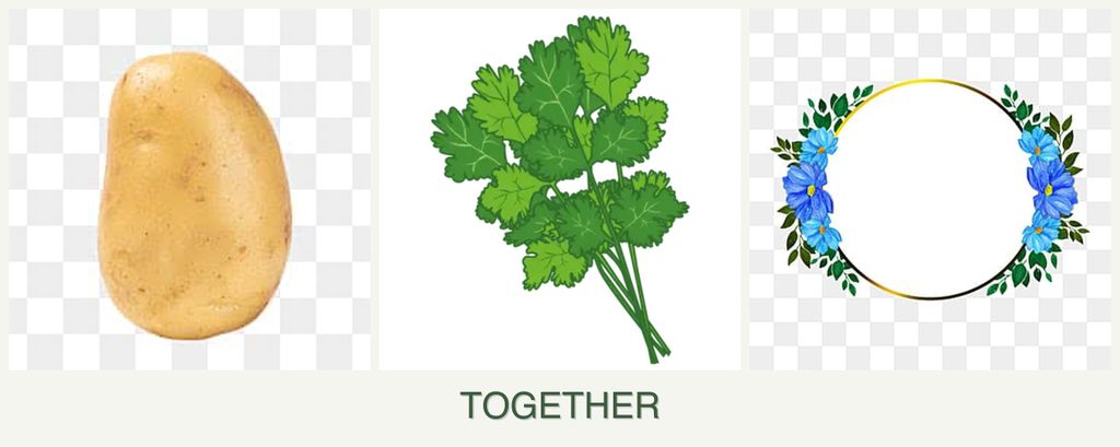 Can you plant potatoes, cilantro and zinnias together?