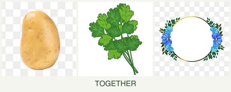 Can you plant potatoes, cilantro and zinnias together?