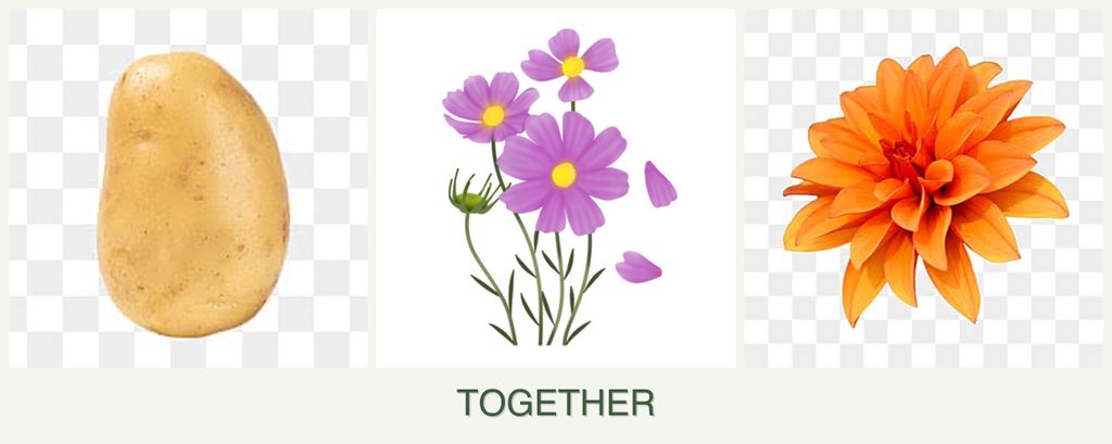 Can you plant potatoes, cosmos and dahlias together?